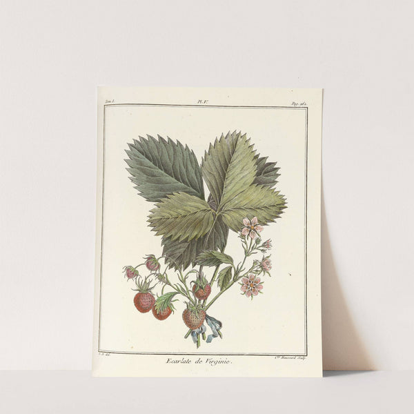 Traité des arbres fruitiers Pl.35 (1768) by Henri-Louis Duhamel du Monceau