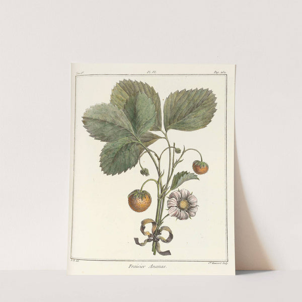 Traité des arbres fruitiers Pl.36 (1768) by Henri-Louis Duhamel du Monceau