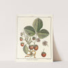 Traité des arbres fruitiers Pl.37 (1768) by Henri-Louis Duhamel du Monceau