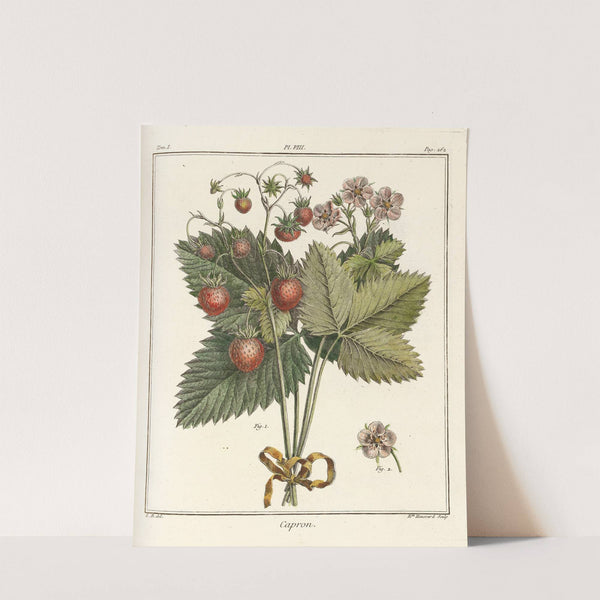 Traité des arbres fruitiers Pl.38 (1768) by Henri-Louis Duhamel du Monceau