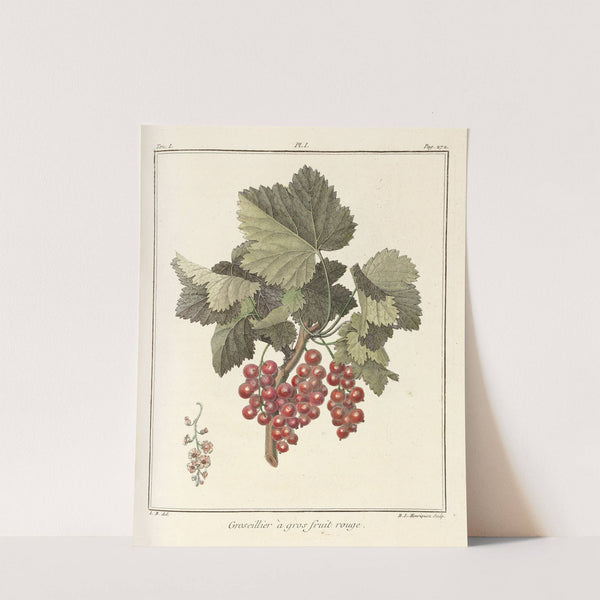 Traité des arbres fruitiers Pl.40 (1768) by Henri-Louis Duhamel du Monceau