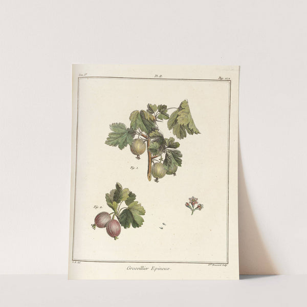 Traité des arbres fruitiers Pl.41 (1768) by Henri-Louis Duhamel du Monceau