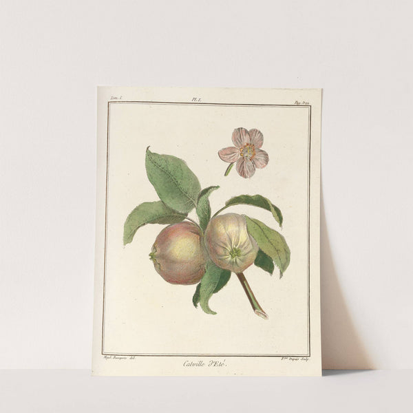 Traité des arbres fruitiers Pl.42 (1768) by Henri-Louis Duhamel du Monceau