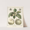 Traité des arbres fruitiers Pl.43 (1768) by Henri-Louis Duhamel du Monceau
