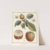 Traité des arbres fruitiers Pl.44 (1768) by Henri-Louis Duhamel du Monceau
