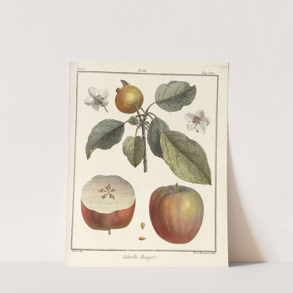 Traité des arbres fruitiers Pl.44 (1768) by Henri-Louis Duhamel du Monceau