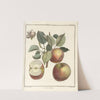 Traité des arbres fruitiers Pl.45 (1768) by Henri-Louis Duhamel du Monceau