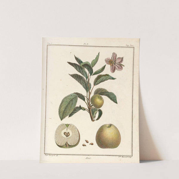 Traité des arbres fruitiers Pl.46 (1768) by Henri-Louis Duhamel du Monceau
