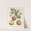 Traité des arbres fruitiers Pl.47 (1768) by Henri-Louis Duhamel du Monceau