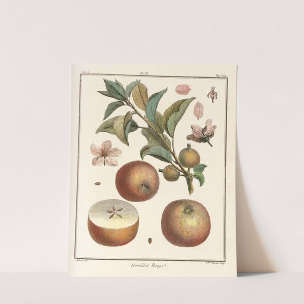 Traité des arbres fruitiers Pl.47 (1768) by Henri-Louis Duhamel du Monceau