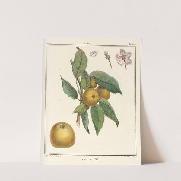 Traité des arbres fruitiers Pl.48 (1768) by Henri-Louis Duhamel du Monceau