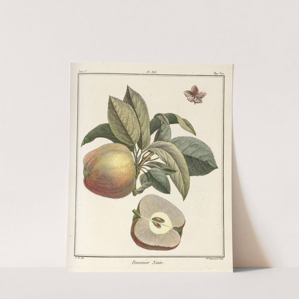 Traité des arbres fruitiers Pl.49 (1768) by Henri-Louis Duhamel du Monceau