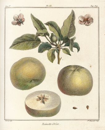 Traité des arbres fruitiers Pl.50 (1768)