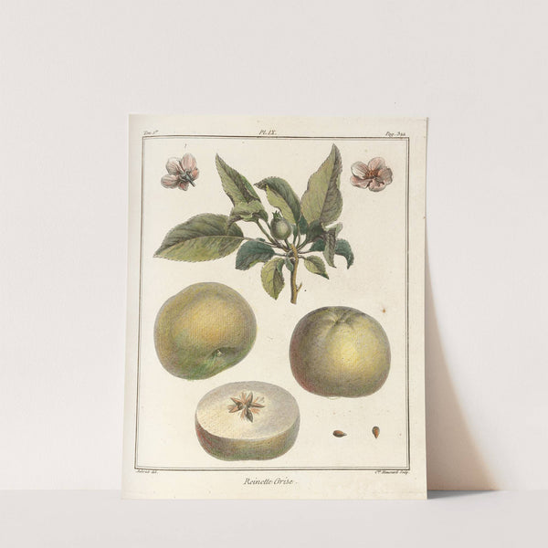 Traité des arbres fruitiers Pl.50 (1768) by Henri-Louis Duhamel du Monceau