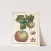 Traité des arbres fruitiers Pl.51 (1768) by Henri-Louis Duhamel du Monceau