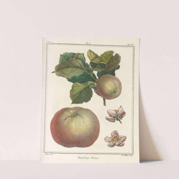 Traité des arbres fruitiers Pl.51 (1768) by Henri-Louis Duhamel du Monceau