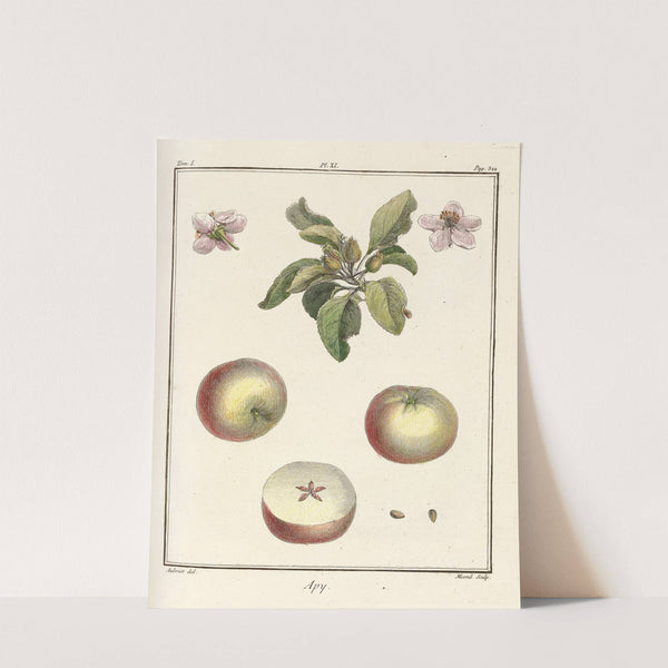 Traité des arbres fruitiers Pl.52 (1768) by Henri-Louis Duhamel du Monceau