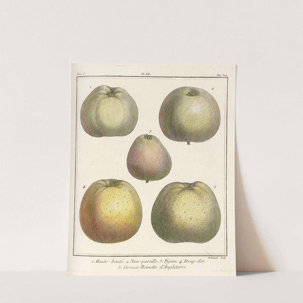 Traité des arbres fruitiers Pl.53 (1768) by Henri-Louis Duhamel du Monceau