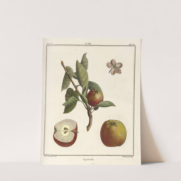Traité des arbres fruitiers Pl.54 (1768) by Henri-Louis Duhamel du Monceau