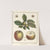 Traité des arbres fruitiers Pl.55 (1768) by Henri-Louis Duhamel du Monceau