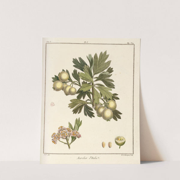 Traité des arbres fruitiers Pl.56 (1768) by Henri-Louis Duhamel du Monceau