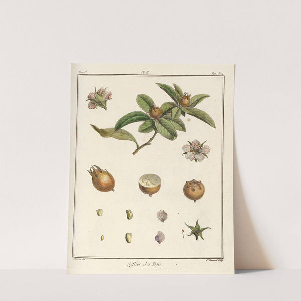 Traité des arbres fruitiers Pl.57 (1768) by Henri-Louis Duhamel du Monceau