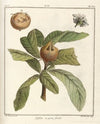 Traité des arbres fruitiers Pl.58 (1768)