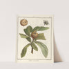 Traité des arbres fruitiers Pl.58 (1768) by Henri-Louis Duhamel du Monceau