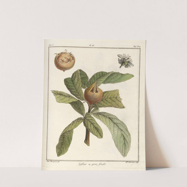Traité des arbres fruitiers Pl.58 (1768) by Henri-Louis Duhamel du Monceau