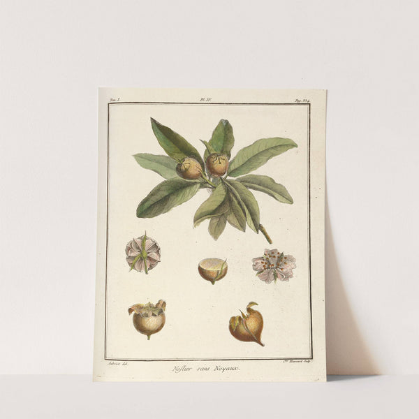 Traité des arbres fruitiers Pl.59 (1768) by Henri-Louis Duhamel du Monceau