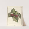 Traité des arbres fruitiers Pl.60 (1768) by Henri-Louis Duhamel du Monceau