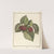 Traité des arbres fruitiers Pl.60 (1768) by Henri-Louis Duhamel du Monceau