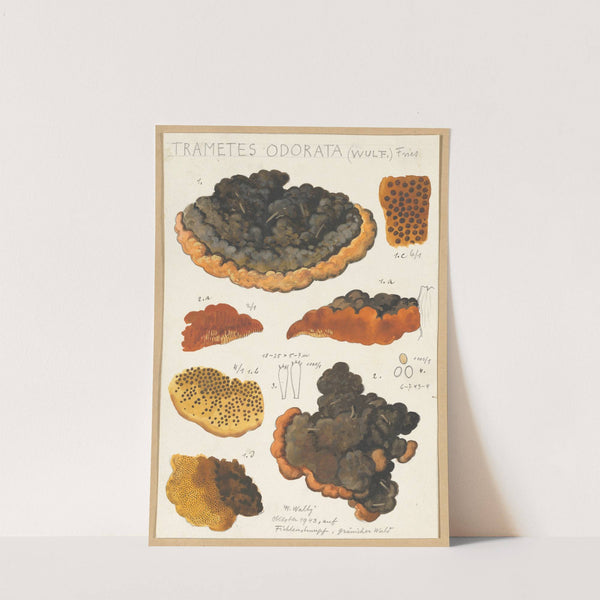 Trametes odorata (Wulf.) Fries (1915-1945) by Hans Walty