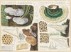 Trametes suaveolens (1915-1945)
