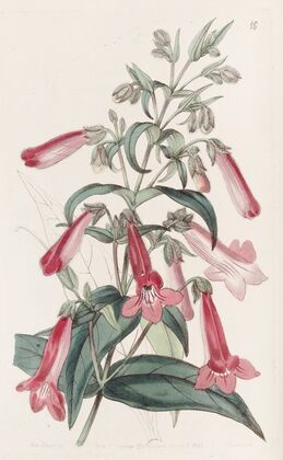 Transparent Gentian-like Pentstemon