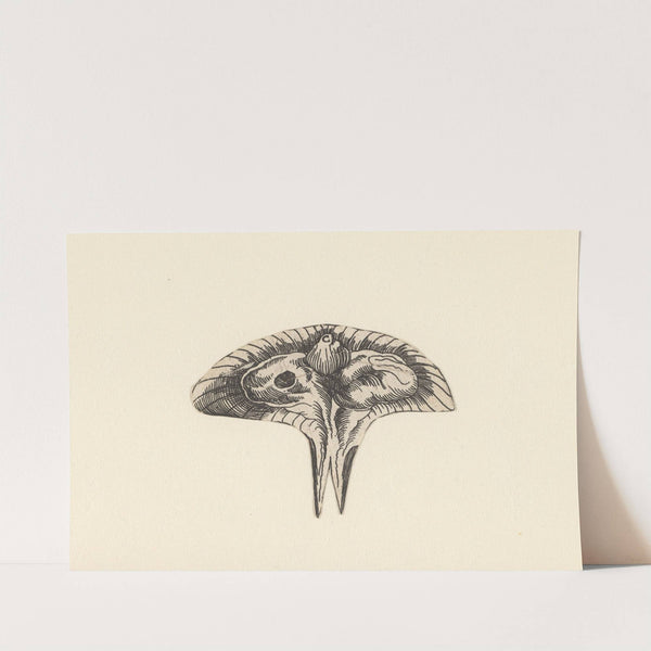 Transverse section of uterus by Lucas Kilian