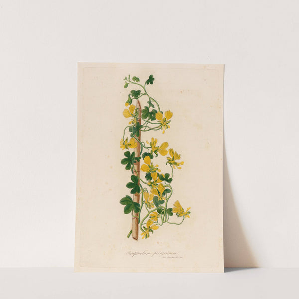 Trapaeolum peregrinum (1818-1824) by Gaetano Savi