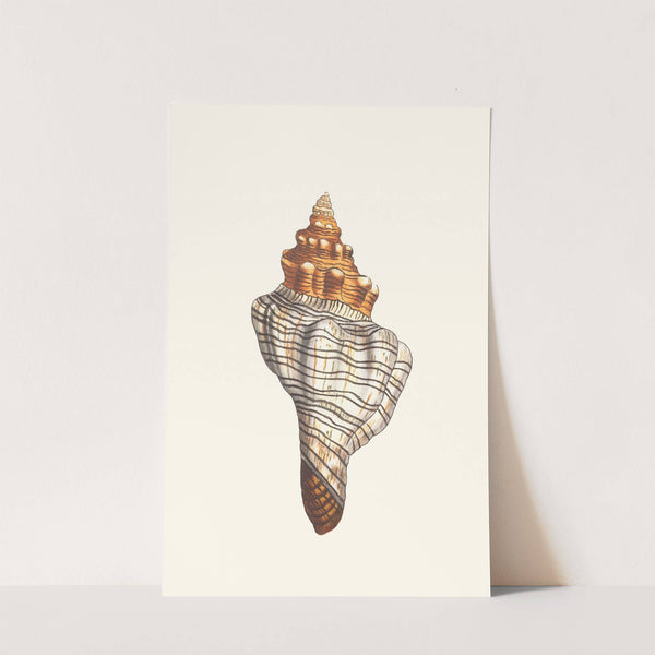 Trapezial Murex (1789-1813) by George Shaw