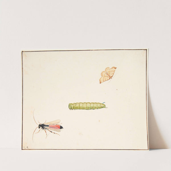 Tre insektstudier by Pieter Holsteijn