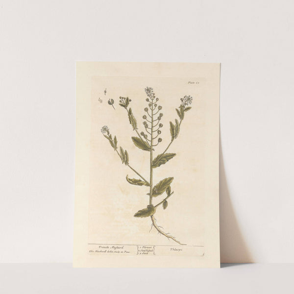 Treacle mustard by Elizabeth Blackwell