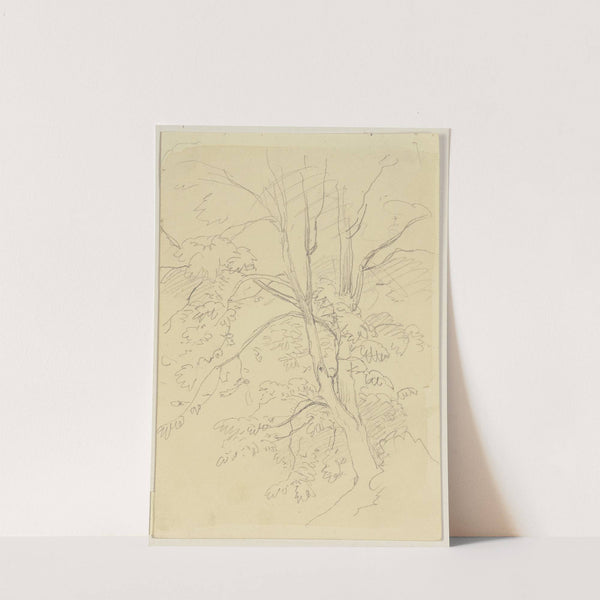 Tree by Jakob Becker