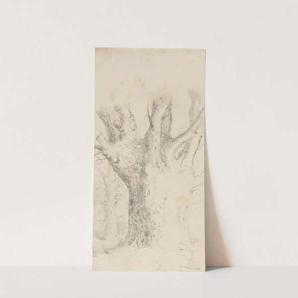 Tree by David Charles Read