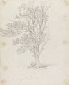 Tree at Easton Park