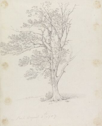 Tree at Easton Park