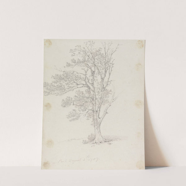 Tree at Easton Park by George Howland Beaumont