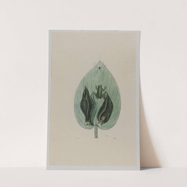 Tree Frog by Mark Catesby