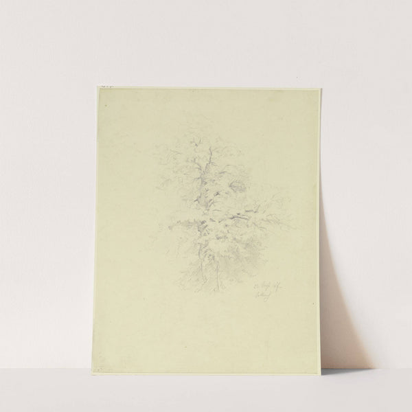 Tree in Seckbach by Angilbert Göbel