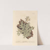Tree lungwort by Elizabeth Blackwell