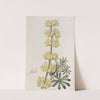 Tree Lupine by Sydenham Edwards