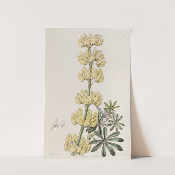Tree Lupine by Sydenham Edwards